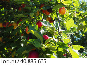 Prunus cerasifera is a species of plum known by the common names cherry plum and myrobalan plum. ornamental tree for garden and landscaping. Yellow and red plum fruits on the branches. Стоковое фото, фотограф Юлия Петровская / Фотобанк Лори