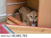 Portrait of beautiful rapacious lion pup. Стоковое фото, фотограф Ольга Морозова / Фотобанк Лори
