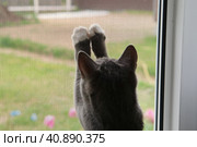 Curious Cat is Playing with a Small Flying Beetle on the mosquito net. Humor, funny pets. Domestic cat looks outdoors trough the open window. Protection from ticks, fleas. Kitten attacking the fly. Стоковое фото, фотограф Марина Демидюк / Фотобанк Лори
