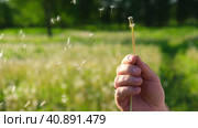 Macro Shot of Dandelion being blown in super slow motion. White dandelion blossom gets blown away by the man. Fluffy white seeds flying into the distance. Flower blossom is swept away. Стоковое видео, видеограф Марина Демидюк / Фотобанк Лори
