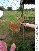 Visitors to the petting zoo feed the roe deer in the enclosure. Стоковое фото, фотограф Vadzim Yakubovich / Фотобанк Лори