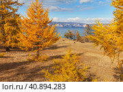 Baikal Lake in autumn sunny day. Calm rural landscape with cows resting on coast of Olkhon Island. Yellowed larches and meadows on the coast of the Small Sea. Autumn natural background. Стоковое фото, фотограф Виктория Катьянова / Фотобанк Лори