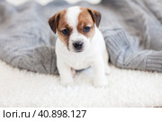 Puppy at home. Стоковое фото, фотограф Гладских Татьяна / Фотобанк Лори