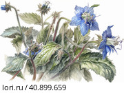Borage on a white background, watercolor painting , Generative AI. Стоковое AI-изображение, AI-художник Анна Кривицкая / Фотобанк Лори