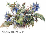 Borage on a white background, watercolor painting , Generative AI. Стоковое AI-изображение, AI-художник Анна Кривицкая / Фотобанк Лори