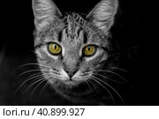 Кот с зелёными глазами. Стоковое фото, фотограф Галина Сычева / Фотобанк Лори