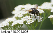 Ежемуха свирепая (лат. Tachina fera)  на белых цветах. Стоковое видео, видеограф Mixail59 / Фотобанк Лори
