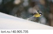 Photography of tit bird in winter sunny day. Bird soaring above snowdrift.  Animals theme. Стоковое фото, фотограф YuryKara / Фотобанк Лори
