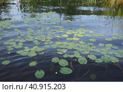 Small capsule Nuphar pumila is a species of perennial herbaceous plants of the genus Nuphar of the Nymphaeaceae. Rhizomatous aquatic plants. Family water lilies, Genus small egg, View Small capsule. Стоковое фото, фотограф Юлия Петровская / Фотобанк Лори