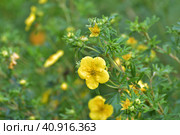 Tormentil or Potentilla erecta flower, selective focus. Стоковое фото, фотограф Володина Ольга / Фотобанк Лори