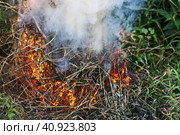 Пожар в лесу. В лесу горит сухая трава. / Fire in the forest. Dry grass burns in the  forest. Стоковое фото, фотограф Наталья Баранова / Фотобанк Лори