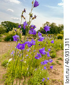 There are field blue bluebells in the forests and meadows. Стоковое фото, фотограф IRYNA ZAKHARANKA / Фотобанк Лори