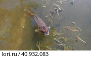 Koi or brocade carp nishikigoi are ornamental domesticated fish bred from the Amur subspecies of carp Cyprinus carpio. Eurasian carp or European carp, common carp, freshwater fish of eutrophic waters. Стоковое видео, видеограф Юлия Петровская / Фотобанк Лори