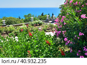 Oleander in Vorontsovsky park near the palace in Alupka, Crimea (2019 год). Стоковое фото, фотограф Володина Ольга / Фотобанк Лори