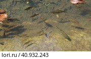 Koi or brocade carp nishikigoi are ornamental domesticated fish bred from the Amur subspecies of carp Cyprinus carpio. Eurasian carp or European carp, freshwater fish of eutrophic waters. Fry. Стоковое видео, видеограф Юлия Петровская / Фотобанк Лори
