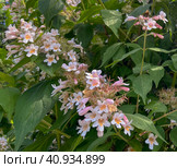Weigela blooming pink blooms in the park i. Стоковое фото, фотограф IRYNA ZAKHARANKA / Фотобанк Лори