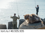 Кот на рыбалке. Стоковое фото, фотограф Ilaronsia / Фотобанк Лори