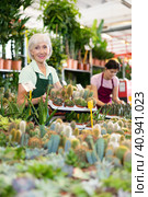 Smiling aged saleswoman arranging potted cacti in flower shop. Стоковое фото, фотограф Яков Филимонов / Фотобанк Лори