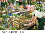 Smiling aged saleswoman arranging potted cacti in flower shop. Стоковое фото, фотограф Яков Филимонов / Фотобанк Лори