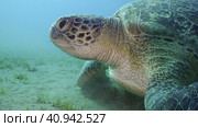 Portrait of Sea turtle grazing on the seaseabed, slow motion. Great Green Sea Turtle (Chelonia mydas) eating green algae on seagrass meadow, Red sea, Egypt. Стоковое фото, фотограф Некрасов Андрей / Фотобанк Лори