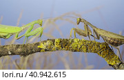 Slow motion, Two large female praying mantis meet on the same tree branch. Conflict of Transcaucasian tree mantis (Hierodula transcaucasica). Стоковое фото, фотограф Некрасов Андрей / Фотобанк Лори