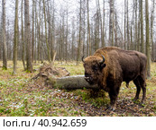 Aurochs, big animal in the forest. The European bison (Bison bonasus), also known as wisent or the European wood bison, Russia. Стоковое фото, фотограф VittoriaChe / Фотобанк Лори