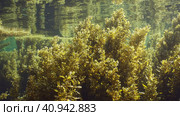 Thickets Seaweed Brown Sargassum swaying on waves creeping along under surface of water reflected in it on bright sunny day in sunrays, Red sea, Egypt. Стоковое фото, фотограф Некрасов Андрей / Фотобанк Лори