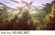 Thickets Seaweed Brown Sargassum covered coral reef and reflected on surface of water in bright sunny day on sunrays, Backlight (Contre-jour) Red sea, Egypt. Стоковое фото, фотограф Некрасов Андрей / Фотобанк Лори