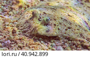Portrait of Leopard flounder or Panther flounder (Bothus pantherinus) lies on sandy bottom on bright sunlight, Red sea, Egypt. Стоковое фото, фотограф Некрасов Андрей / Фотобанк Лори
