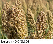 Sorghum close-up on the field, natural background. The sorghum crop is ripening in the field. Macro photo of sorghum seeds on a plant  and also known as great millet, durra, jowari, jowar or milo. Стоковое фото, фотограф Александр Кротков / Фотобанк Лори