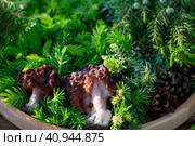 Morels on a wooden menagerie with young fir twigs. Forest gifts of nature. Стоковое фото, фотограф Светлана Высокос / Фотобанк Лори