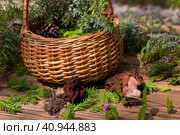 Morels in a wicker basket with young spruce twigs and juniper on the background of a wild forest. Forest gifts of nature. Стоковое фото, фотограф Светлана Высокос / Фотобанк Лори
