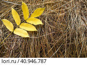 Yellow Manchurian walnut leaves (Juglans mandshurica) on dry grass, Russian Far East. Autumn composition with copy space. Стоковое фото, фотограф Татьяна Терехина / Фотобанк Лори