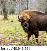 Aurochs in the forest. The European bison (Bison bonasus), also known as wisent or the European wood bison, Russia. Стоковое фото, фотограф VittoriaChe / Фотобанк Лори