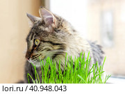Cat is eating fresh green grass, sniffing and munching a catnip. Cute brown tabby cat sitting beside a plant pot with green oats. Стоковое фото, фотограф Марина Демидюк / Фотобанк Лори