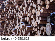 Sawn pine forest in form of lumber logs or roundwood storage outdoors in winter. Стоковое фото, фотограф Владимир Григорьев / Фотобанк Лори
