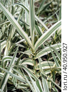 Variegated leaves of a Giant Reed. Стоковое фото, фотограф Анна Кривицкая / Фотобанк Лори