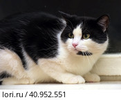Scared black and white domestic cat. Стоковое фото, фотограф Анна Кривицкая / Фотобанк Лори