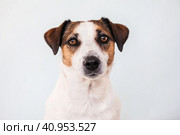 Portrait of a Jack Russell terrier dog. Стоковое фото, фотограф Гладских Татьяна / Фотобанк Лори