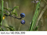 Две крупные сизые ягоды дикого терна созревают на ветке. Two large gray berries of a wild blackthorn ripen on a branch. Стоковое фото, фотограф Владимир Шарый / Фотобанк Лори
