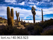 Landscape photography of wild nature Bolivia salt flat with cactuses island, no people. Scenery view of bolivian natural salt desert wilderness. Global ecology concept. Copy ad text space, backgrounds (2016 год). Стоковое фото, фотограф Aleksandr Golubev / Фотобанк Лори