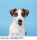 Portrait of a dog on a blue background. Стоковое фото, фотограф Гладских Татьяна / Фотобанк Лори