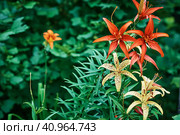 Full bloom of orange tiger lily Lilium lancifolium. Beautiful orange lilies on a dark background. Spotted bright flowers in the garden on a summer day. Selective focus. Стоковое фото, фотограф Алексей Игнатов / Фотобанк Лори