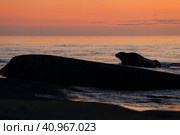 Морской заяц (Лахтак) на острове Большой Топ на Белом море. Стоковое фото, фотограф Роман Рожков / Фотобанк Лори