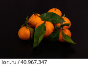 Мандарины на ветках с листьями на чёрном фоне. Стоковое фото, фотограф Алексей Денисов / Фотобанк Лори