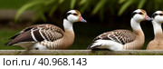 Portrait of group of white geese on a bright sunny vegetable background. Domestic goose, Anser cygnoides domesticus, in profile. Geese heads peeks out from behind . Generative AI. Стоковое AI-изображение, AI-художник Sergey Grishin / Фотобанк Лори
