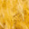 ear of wheat close-up. Wheat field. Harvest period. (2023 год). Стоковое фото, фотограф Антон Вахрушев / Фотобанк Лори