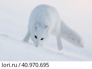 Песец (Vulpes lagopus). Песец (полярная лисица) в зимнем белом мехе. Холодная зимняя погода, метель. Животный мир Арктики. Дикая природа и животные Чукотки. Сибирь, Дальний Восток России. Крайний Север. Полярный регион. Стоковое фото, фотограф Андрей Степанов / Фотобанк Лори