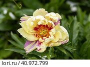 Paeonia Itoh Hybrids Lolliepop in the spring garden. Стоковое фото, фотограф Ольга Сейфутдинова / Фотобанк Лори