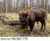 Big Auroch standing in the forest. The European bison (Bison bonasus), also known as wisent or the European wood bison, Russia. Стоковое фото, фотограф VittoriaChe / Фотобанк Лори